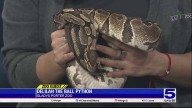 Zoo Guest: Delilah the Ball Python