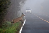 ALEA Reminds Motorists to Stay Alert as Deer Movement Increases Statewide