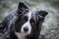 Cold weather and pets: How to keep your furry friends safe this winter