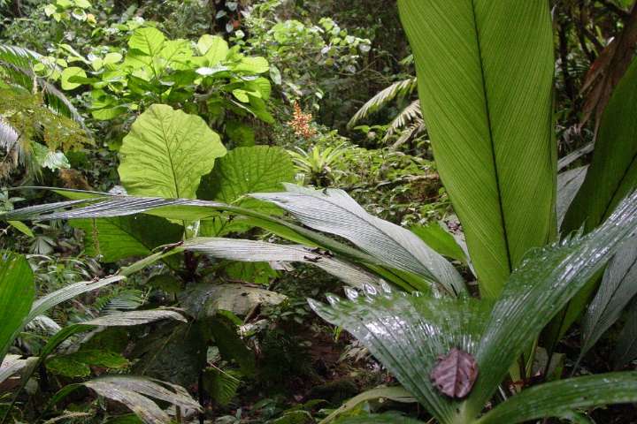 How to survive in the jungle, from a top travel medicine specialist