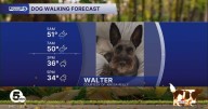 Listen up! We need all the pups to be all ears for this wild weather forecast!