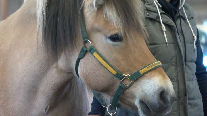 Local program uses horses to boost strength, resiliency and independence