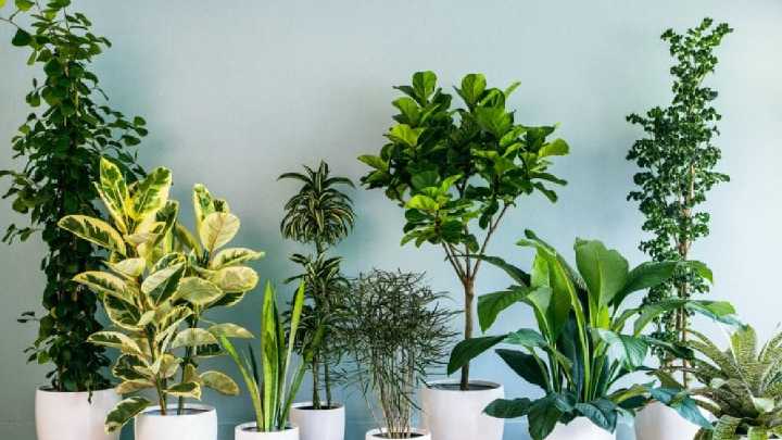 El abono casero que fortalece tus plantas y es perfecto para macetas