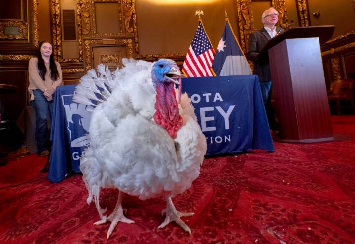 Gov. Tim Walz presents Gru, Minnesota’s Thanksgiving turkey
