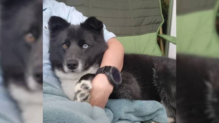 California Owner's Delight Flips To Shock When DNA Test Uncovers Unexpected Border Collie Background