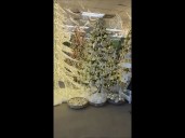 Are tariffs increasing the price of Christmas trees?