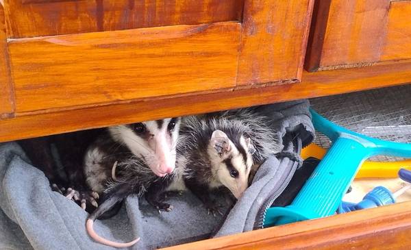 Sorpresa en Córdoba: encontró una familia de comadrejas en su ropero