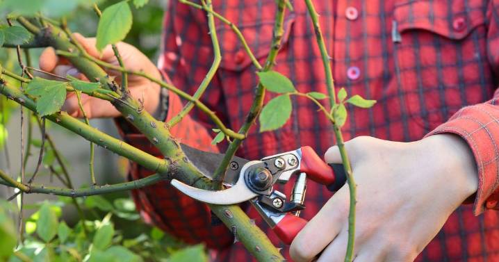 Gardeners urged to 'cut' roses in November to fix common problem