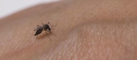 Alcaldía de Soledad alerta por riesgo de propagación de dengue en Los Cusules