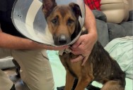 Malnourished dog with gunshot wound found along Geauga County highway