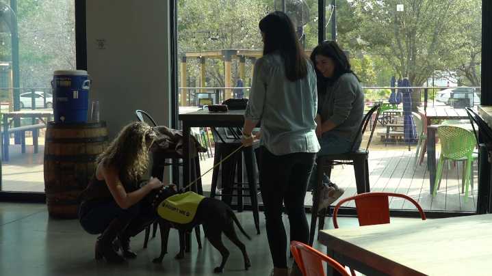 Volunteer couple takes shelter dogs on 'daycations' — and it's leading to adoptions