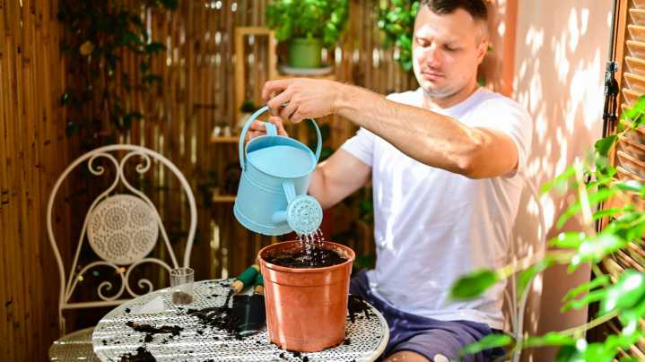 The Small Tree Variety That Grows Exceptionally Well In A Container