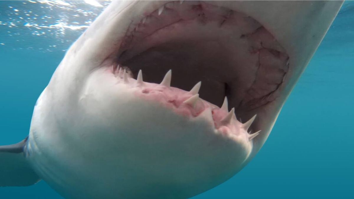 Un hombre sobrevivió a la mordida de un tiburón en la cara: "Me perdonó la vida"