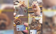 Hong Kong lanza INE para mascotas y las redes no pueden con tanta ternura