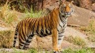 Return Of The Tiger: Big Cat Makes Gujarat Homecoming After 30 Years Of Extinction