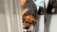 New York Shelter Dog Has Spent 1,000 Days In Her Lonely Kennel, Waiting For The Family She Deserves