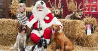Santa Paws is coming to town at Dobbies’ Sandyholm store