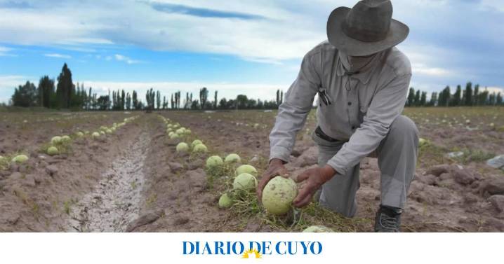 Altos costos y bajo consumo impactan en la producción de melones: las estrategias de Sarmiento para remontar la temporada