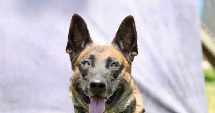 Nonprofit sponsors bullet and stab protective vest for Adams County Sheriff's Office K9