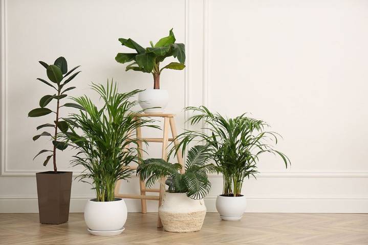 Pollution-Free: These 8 plants turn your home into a healthy, beautiful escape from toxic air