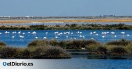 WWF denuncia ante Bruselas y la Unesco que el Gobierno quite a Doñana la condición de marisma de agua dulce