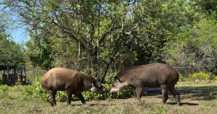 Bartolo y Killa serán liberados en las Yungas jujeñas