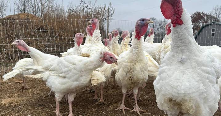 Stores keep prices down in a tough year for turkeys. Other Thanksgiving foods may cost more