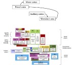 Wired for Words: Understanding Language and the Brain