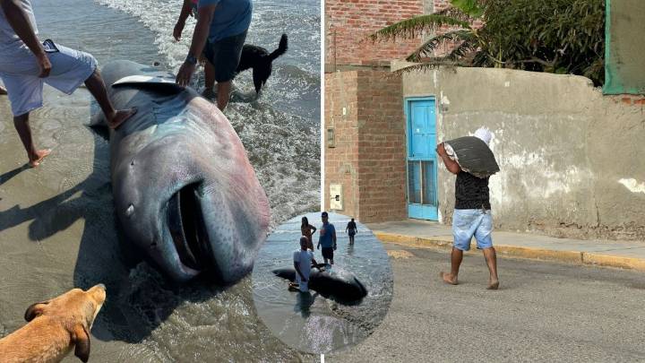 Hallan tiburón superraro vivo varado en una playa; pobladores lo filetearon antes de que fuera estudiado