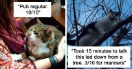 Twitter Account Encourages People To Rate The Cats They Meet On The Streets And It’s Purrfect (30 Pics)
