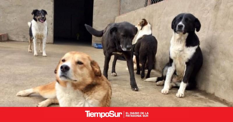 Perros sueltos El Calafate pondrá en marcha un “castramóvil”