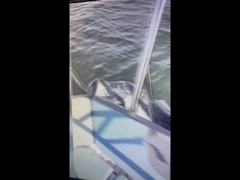 Seal jumps on boat to get away from Orcas