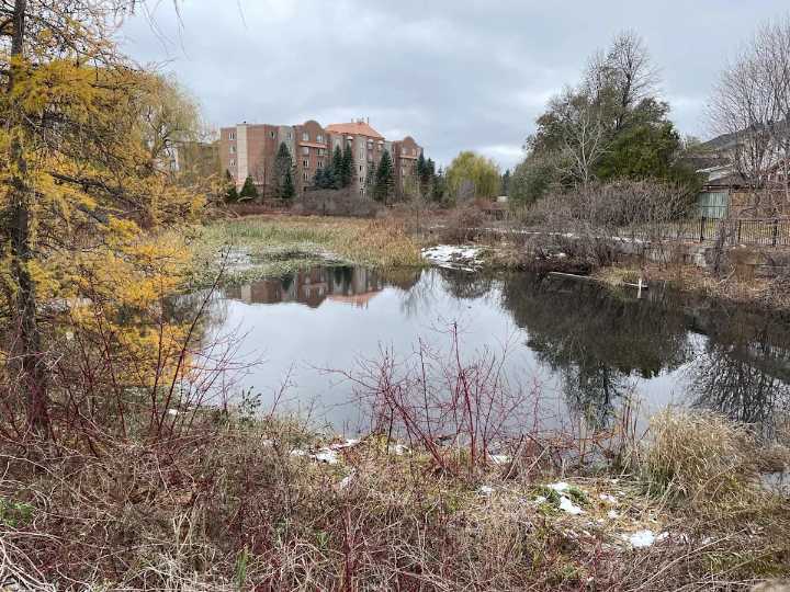 ‘Mindblowing’ population of feral goldfish in Ottawa pond to be euthanized