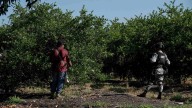 Plan Michoacán: Fuerzas Armadas Vigilan Empacadoras y Tianguis Limoneros en Apatzingán y Múgica