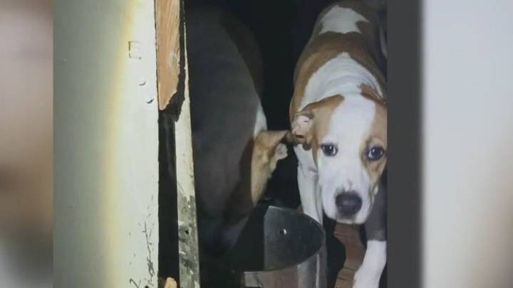 13 dogs rescued, in need of homes after owner was killed in crash