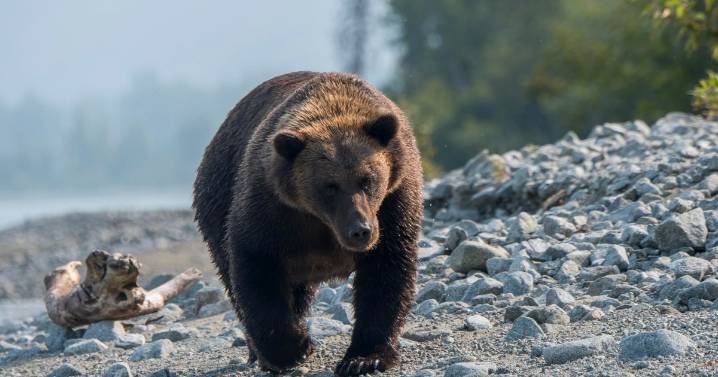 Alaska sued over hunting of bears from the air to protect caribou