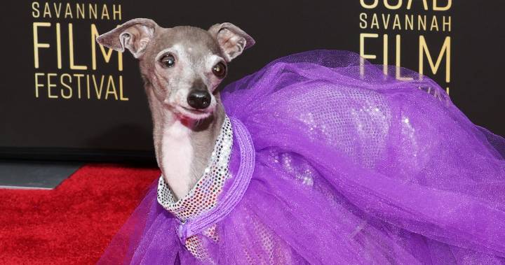 Tika the Iggy, the Dog Fashion Influencer, Has Died at 14