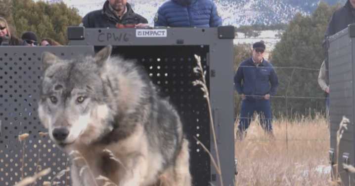 Colorado Parks and Wildlife director responds to concerns about bringing wolves in from Canada