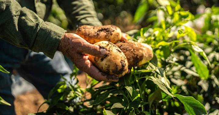 Aberdeen scientists to turn potato scraps into skincare and makeup