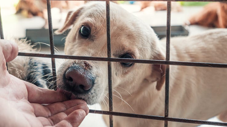 Thanksgiving foods Renoites can give their dogs