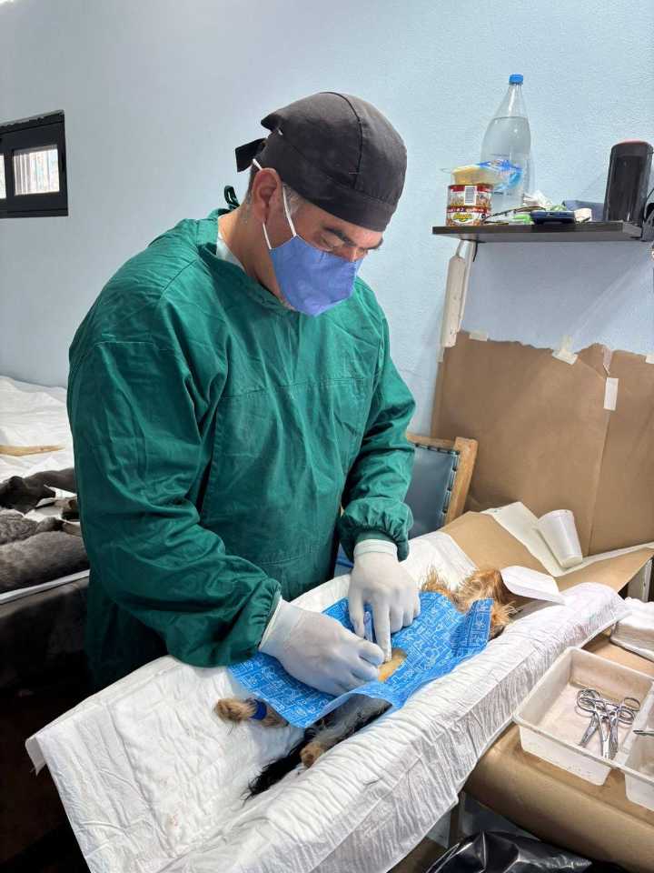 Realizan 601 esterilizaciones de mascotas