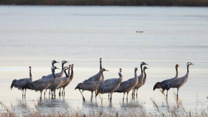 Descienden los casos de gripe aviar de aves silvestres en Castilla