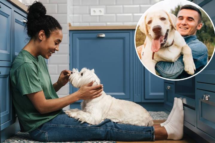 Dog owners swear their pet's personality mirrors their own: survey