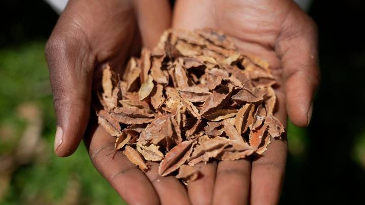 Kenyan court declares law banning seed sharing unconstitutional