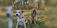 Paws Adoption Center: Meet Berkley & Charlie!