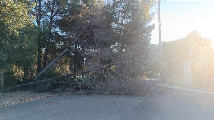 Un árbol de grandes dimensiones cae sobre una calzada en Gilet