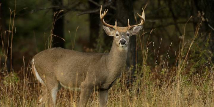 Ohio reduces deer hunting limits in several counties for 2025