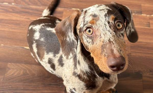 Lucca, el perrito salchicha de Trelew que compite hoy en la final de un concurso de Buenos Aires