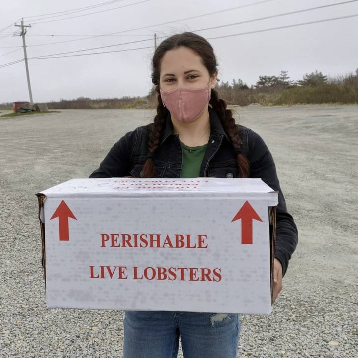 Researchers find microplastics in the tails of lobsters caught off Nova Scotia