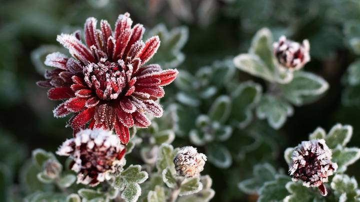 9 ways to protect your plants from frost — and help them survive the cold season